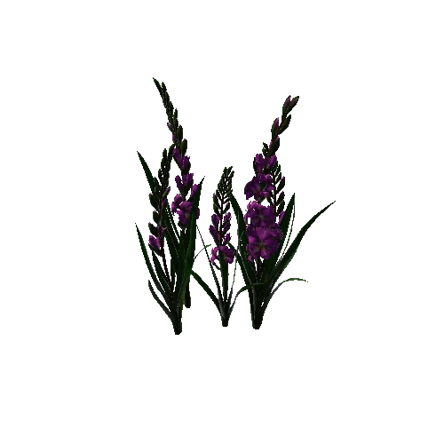 flower gladiolus 3.2